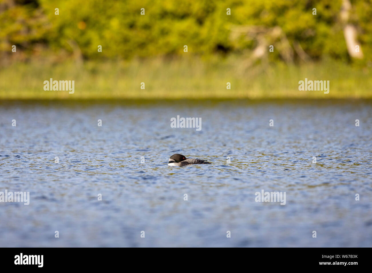 MAYNOOTH, ONTARIO, CANADA - July 22, 2019: A Common Loon (Gavia immer), part of the Gaviidae family swims in a lake in Ontario.   ( Ryan Carter ) Stock Photo