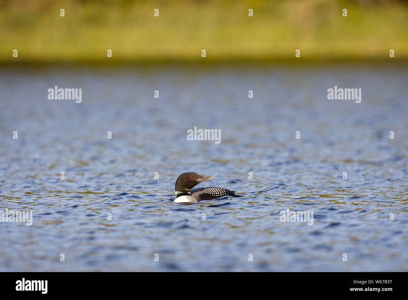 MAYNOOTH, ONTARIO, CANADA - July 22, 2019: A Common Loon (Gavia immer), part of the Gaviidae family swims in a lake in Ontario.   ( Ryan Carter ) Stock Photo