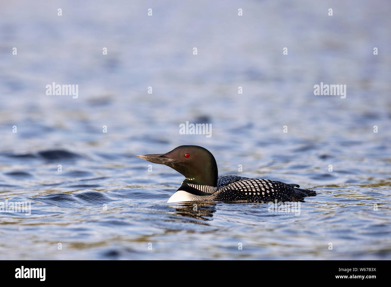 MAYNOOTH, ONTARIO, CANADA - July 22, 2019: A Common Loon (Gavia immer), part of the Gaviidae family swims in a lake in Ontario.   ( Ryan Carter ) Stock Photo