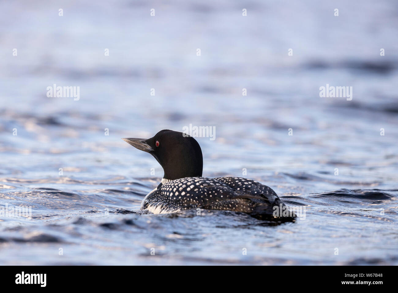 MAYNOOTH, ONTARIO, CANADA - July 22, 2019: A Common Loon (Gavia immer), part of the Gaviidae family swims in a lake in Ontario.   ( Ryan Carter ) Stock Photo