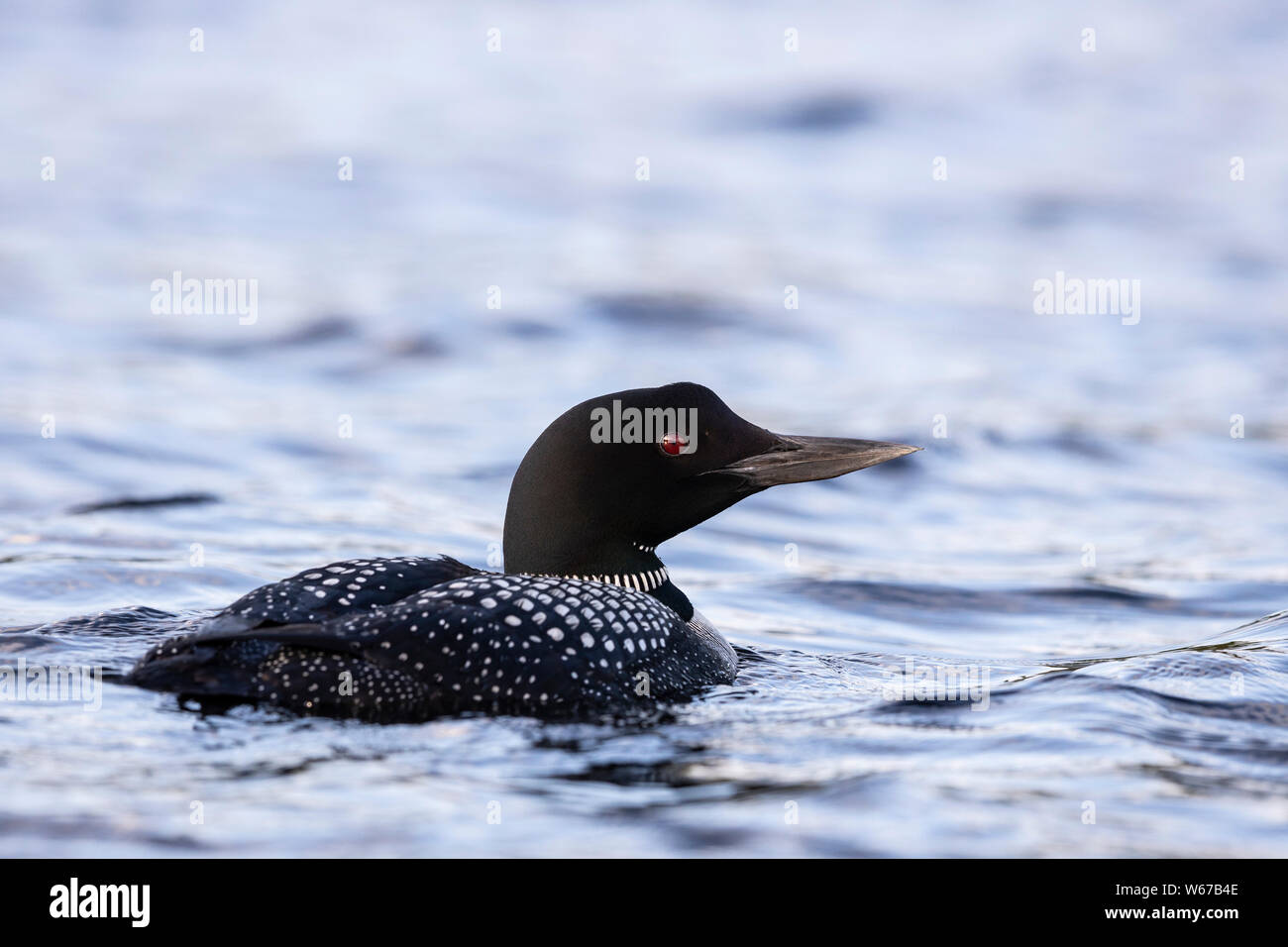 MAYNOOTH, ONTARIO, CANADA - July 22, 2019: A Common Loon (Gavia immer), part of the Gaviidae family swims in a lake in Ontario.   ( Ryan Carter ) Stock Photo