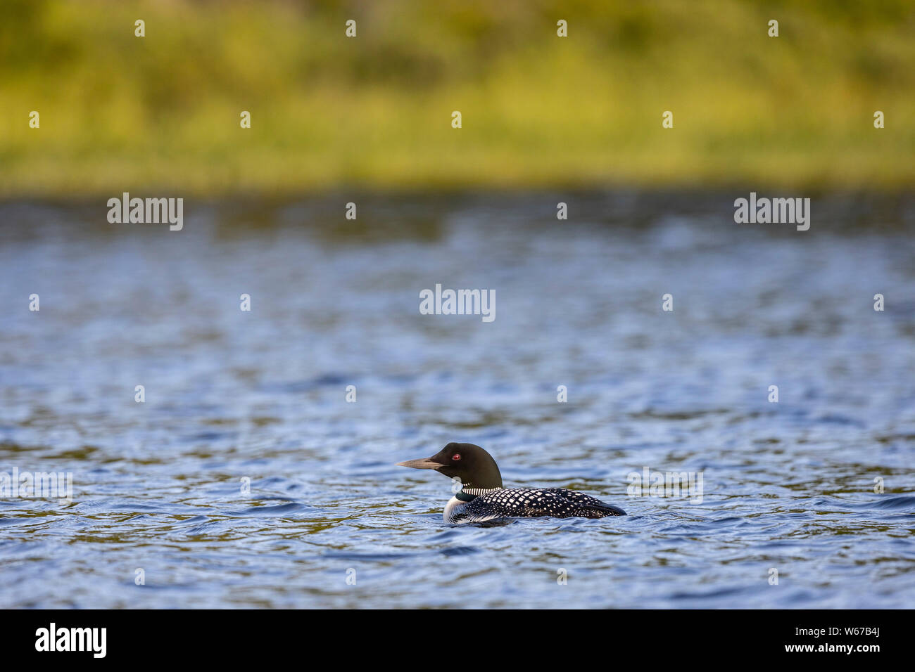 MAYNOOTH, ONTARIO, CANADA - July 22, 2019: A Common Loon (Gavia immer), part of the Gaviidae family swims in a lake in Ontario.   ( Ryan Carter ) Stock Photo