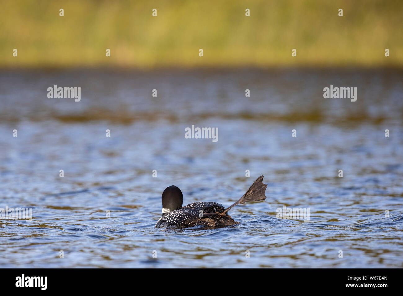 MAYNOOTH, ONTARIO, CANADA - July 22, 2019: A Common Loon (Gavia immer), part of the Gaviidae family swims in a lake in Ontario.   ( Ryan Carter ) Stock Photo