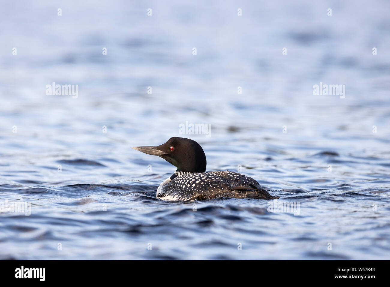 MAYNOOTH, ONTARIO, CANADA - July 22, 2019: A Common Loon (Gavia immer), part of the Gaviidae family swims in a lake in Ontario.   ( Ryan Carter ) Stock Photo