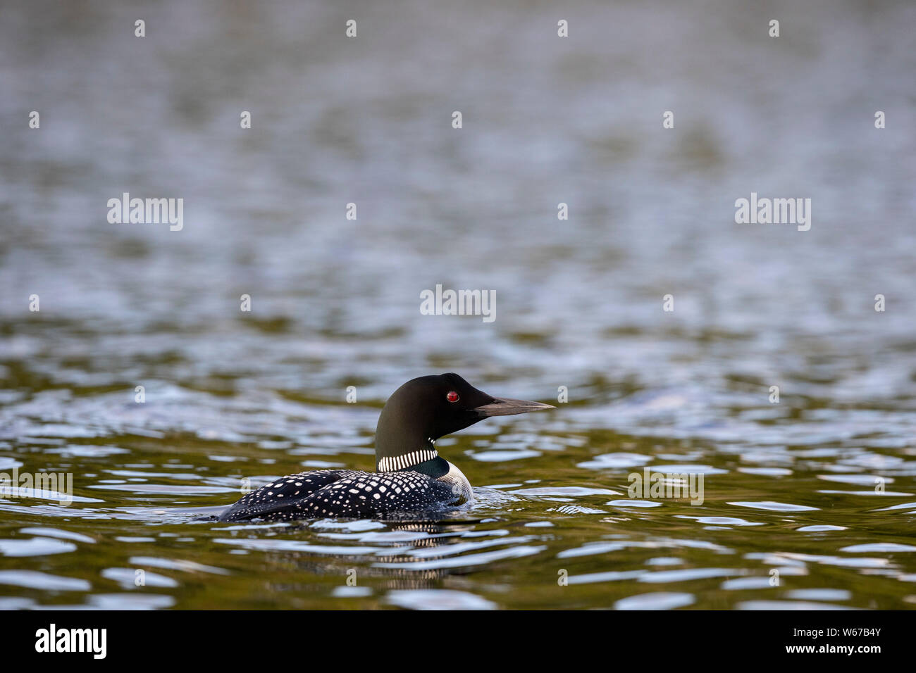MAYNOOTH, ONTARIO, CANADA - July 22, 2019: A Common Loon (Gavia immer), part of the Gaviidae family swims in a lake in Ontario.   ( Ryan Carter ) Stock Photo