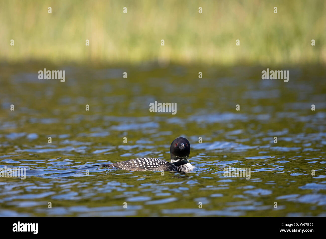 MAYNOOTH, ONTARIO, CANADA - July 22, 2019: A Common Loon (Gavia immer), part of the Gaviidae family swims in a lake in Ontario.   ( Ryan Carter ) Stock Photo
