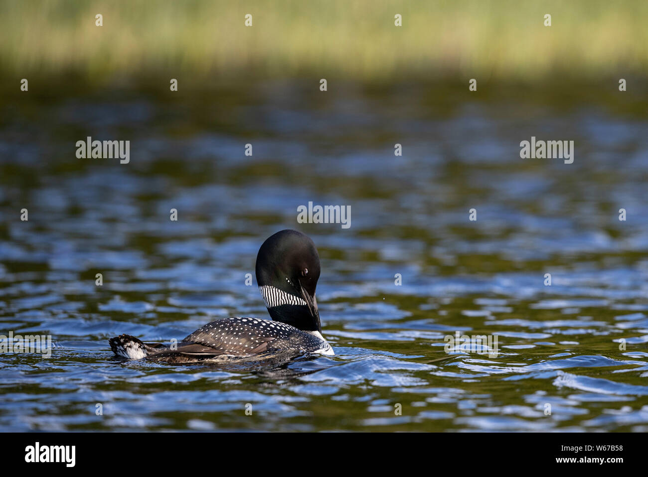 MAYNOOTH, ONTARIO, CANADA - July 22, 2019: A Common Loon (Gavia immer), part of the Gaviidae family swims in a lake in Ontario.   ( Ryan Carter ) Stock Photo