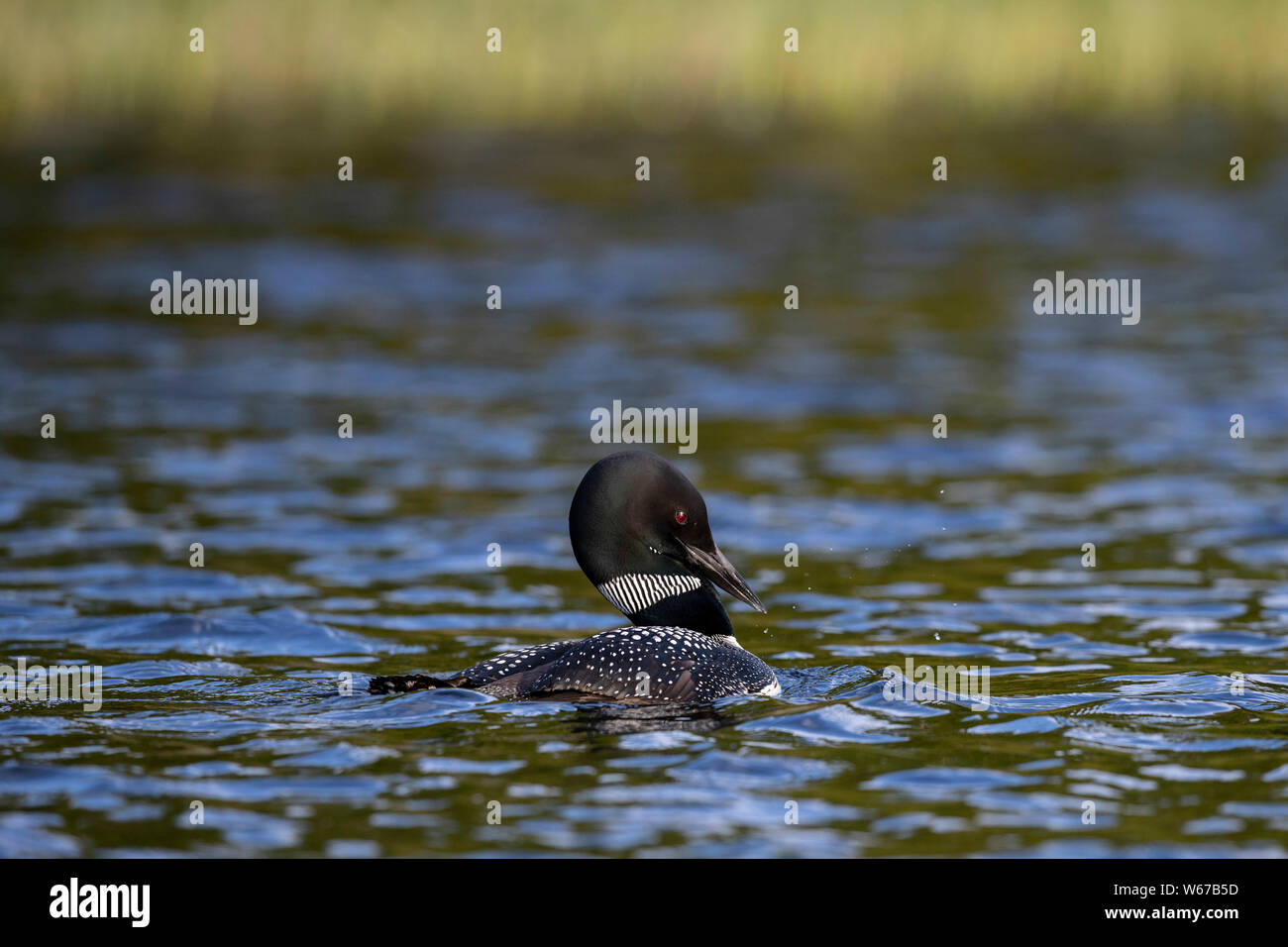 MAYNOOTH, ONTARIO, CANADA - July 22, 2019: A Common Loon (Gavia immer), part of the Gaviidae family swims in a lake in Ontario.   ( Ryan Carter ) Stock Photo