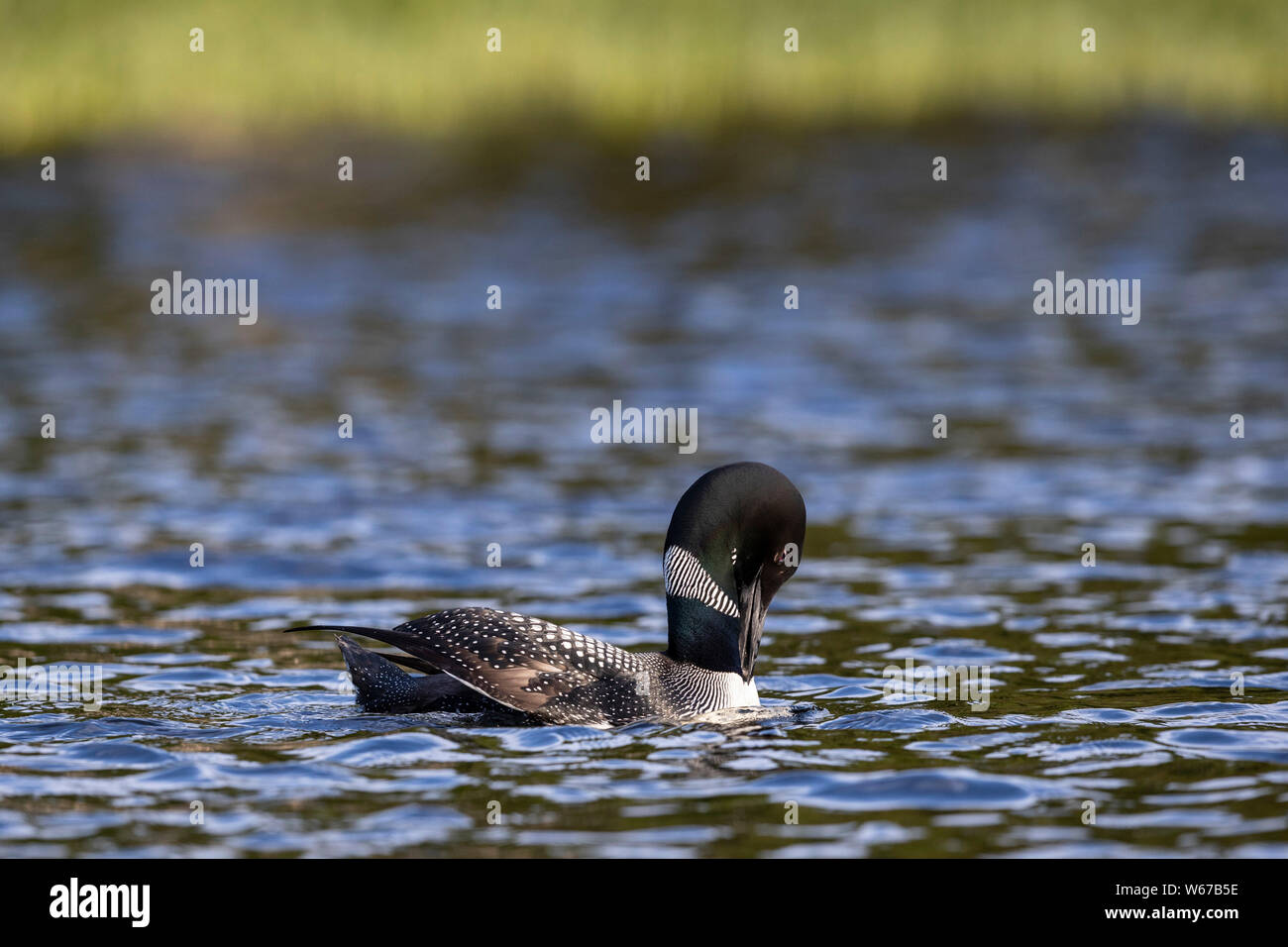 MAYNOOTH, ONTARIO, CANADA - July 22, 2019: A Common Loon (Gavia immer), part of the Gaviidae family swims in a lake in Ontario.   ( Ryan Carter ) Stock Photo