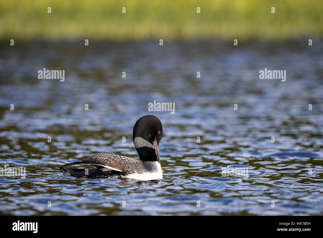 MAYNOOTH, ONTARIO, CANADA - July 22, 2019: A Common Loon (Gavia immer), part of the Gaviidae family swims in a lake in Ontario.   ( Ryan Carter ) Stock Photo