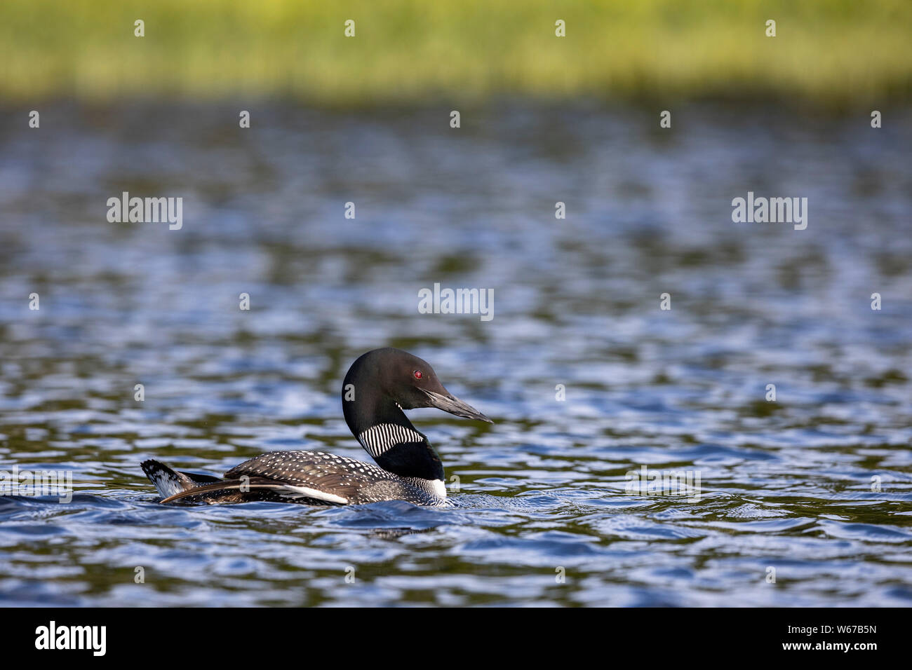 MAYNOOTH, ONTARIO, CANADA - July 22, 2019: A Common Loon (Gavia immer), part of the Gaviidae family swims in a lake in Ontario.   ( Ryan Carter ) Stock Photo