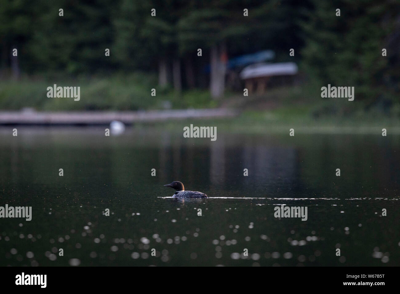 MAYNOOTH, ONTARIO, CANADA - July 22, 2019: A Common Loon (Gavia immer), part of the Gaviidae family swims in a lake in Ontario.   ( Ryan Carter ) Stock Photo