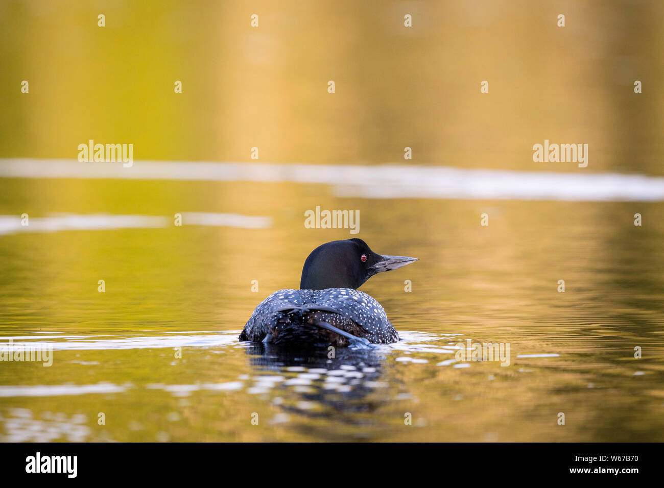 MAYNOOTH, ONTARIO, CANADA - July 22, 2019: A Common Loon (Gavia immer), part of the Gaviidae family swims in a lake in Ontario.   ( Ryan Carter ) Stock Photo