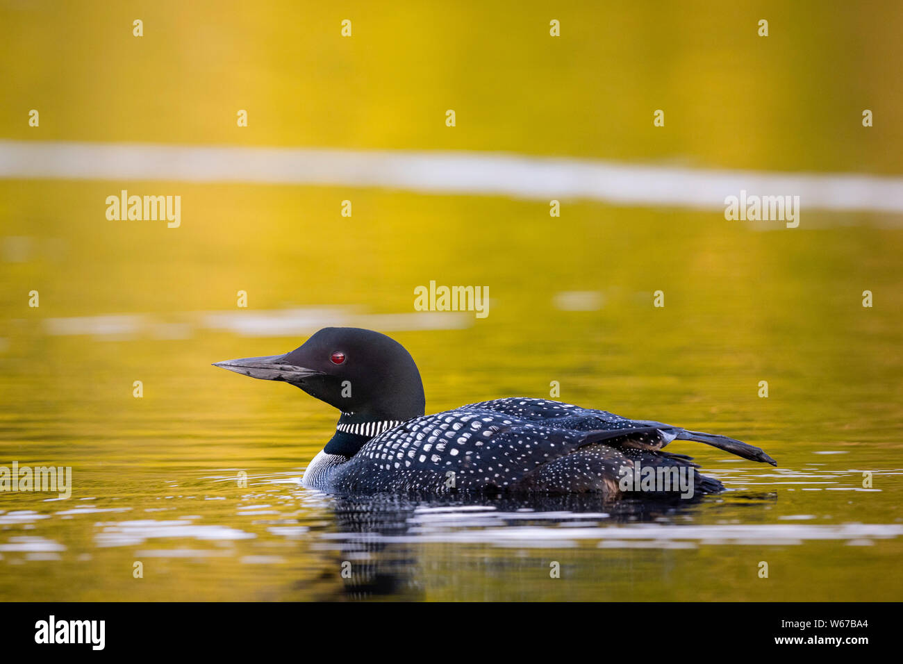 MAYNOOTH, ONTARIO, CANADA - July 22, 2019: A Common Loon (Gavia immer), part of the Gaviidae family swims in a lake in Ontario.   ( Ryan Carter ) Stock Photo