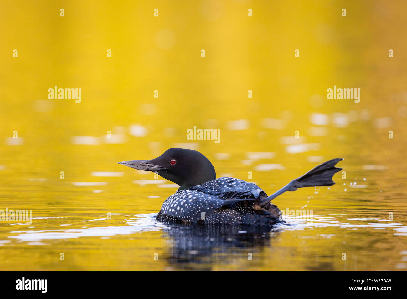 MAYNOOTH, ONTARIO, CANADA - July 22, 2019: A Common Loon (Gavia immer), part of the Gaviidae family swims in a lake in Ontario.   ( Ryan Carter ) Stock Photo