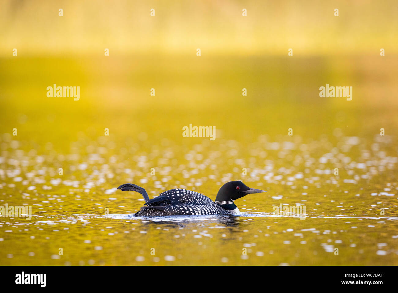 MAYNOOTH, ONTARIO, CANADA - July 22, 2019: A Common Loon (Gavia immer), part of the Gaviidae family swims in a lake in Ontario.   ( Ryan Carter ) Stock Photo