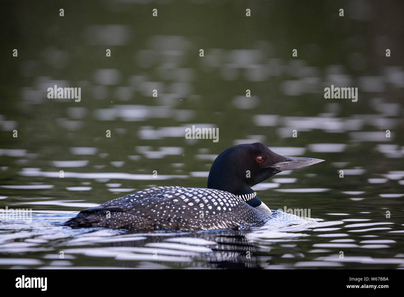 MAYNOOTH, ONTARIO, CANADA - July 22, 2019: A Common Loon (Gavia immer), part of the Gaviidae family swims in a lake in Ontario.   ( Ryan Carter ) Stock Photo