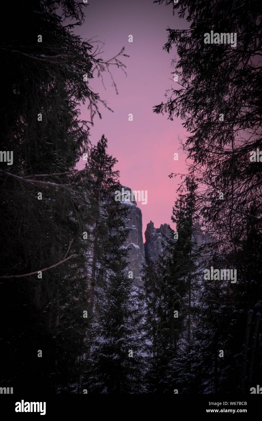Vertical shot of tall trees and Rocky Mountain in the distance with the ...