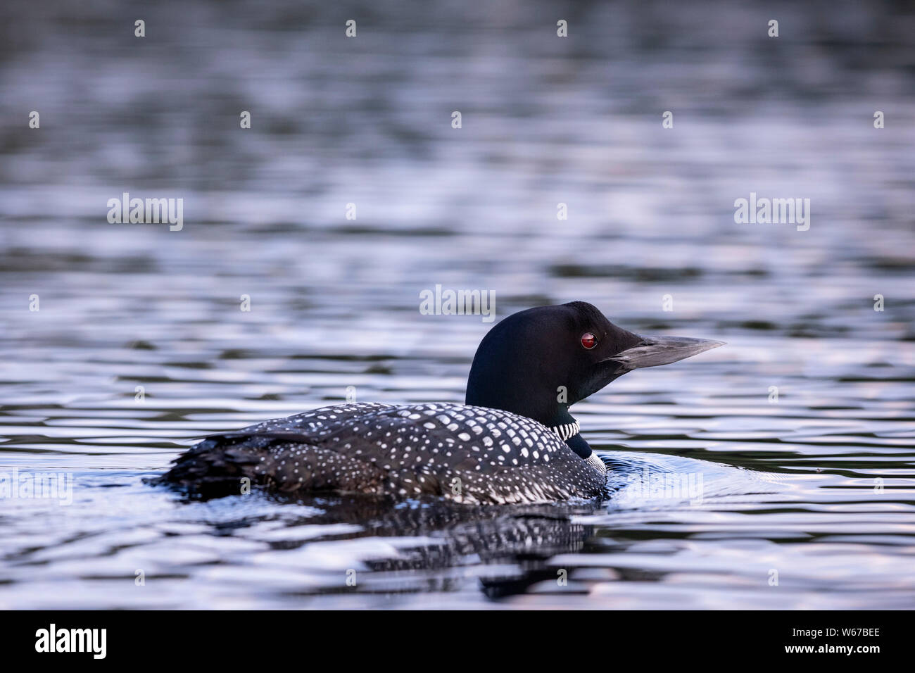 MAYNOOTH, ONTARIO, CANADA - July 22, 2019: A Common Loon (Gavia immer), part of the Gaviidae family swims in a lake in Ontario.   ( Ryan Carter ) Stock Photo