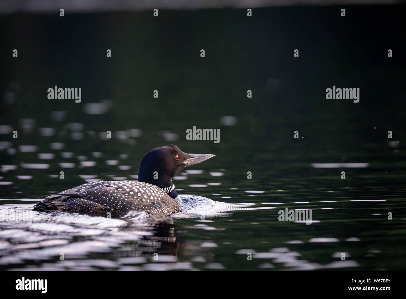 MAYNOOTH, ONTARIO, CANADA - July 22, 2019: A Common Loon (Gavia immer), part of the Gaviidae family swims in a lake in Ontario.   ( Ryan Carter ) Stock Photo