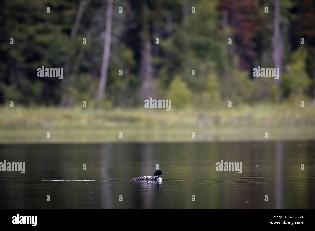 MAYNOOTH, ONTARIO, CANADA - July 22, 2019: A Common Loon (Gavia immer), part of the Gaviidae family swims in a lake in Ontario.   ( Ryan Carter ) Stock Photo