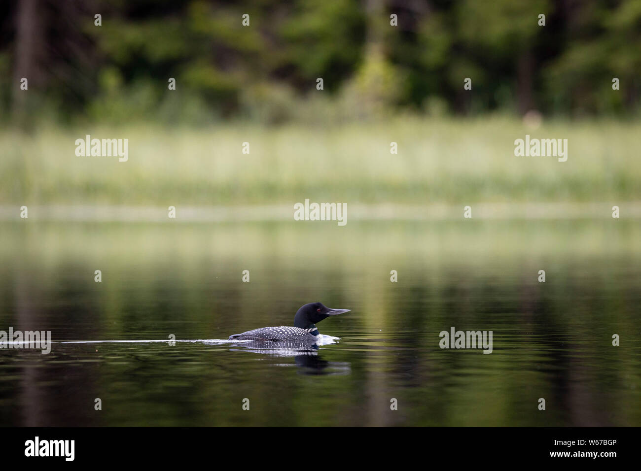 MAYNOOTH, ONTARIO, CANADA - July 22, 2019: A Common Loon (Gavia immer), part of the Gaviidae family swims in a lake in Ontario.   ( Ryan Carter ) Stock Photo