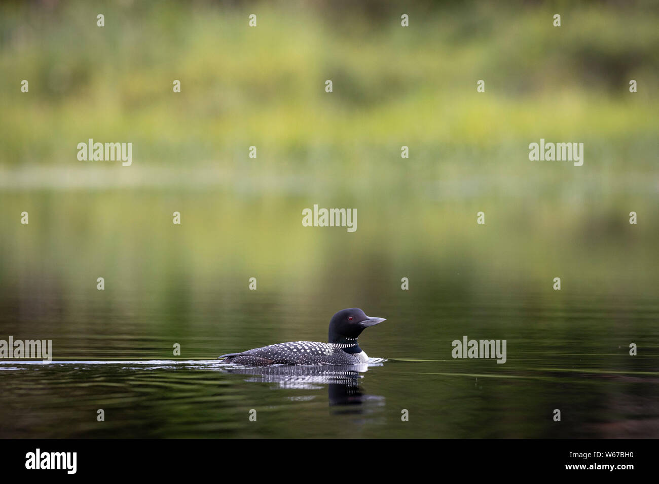 MAYNOOTH, ONTARIO, CANADA - July 22, 2019: A Common Loon (Gavia immer), part of the Gaviidae family swims in a lake in Ontario.   ( Ryan Carter ) Stock Photo