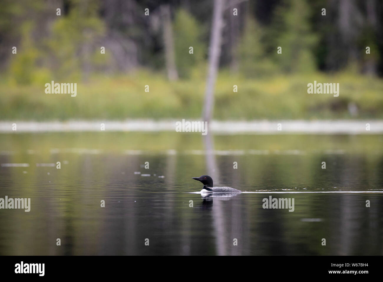 MAYNOOTH, ONTARIO, CANADA - July 22, 2019: A Common Loon (Gavia immer), part of the Gaviidae family swims in a lake in Ontario.   ( Ryan Carter ) Stock Photo
