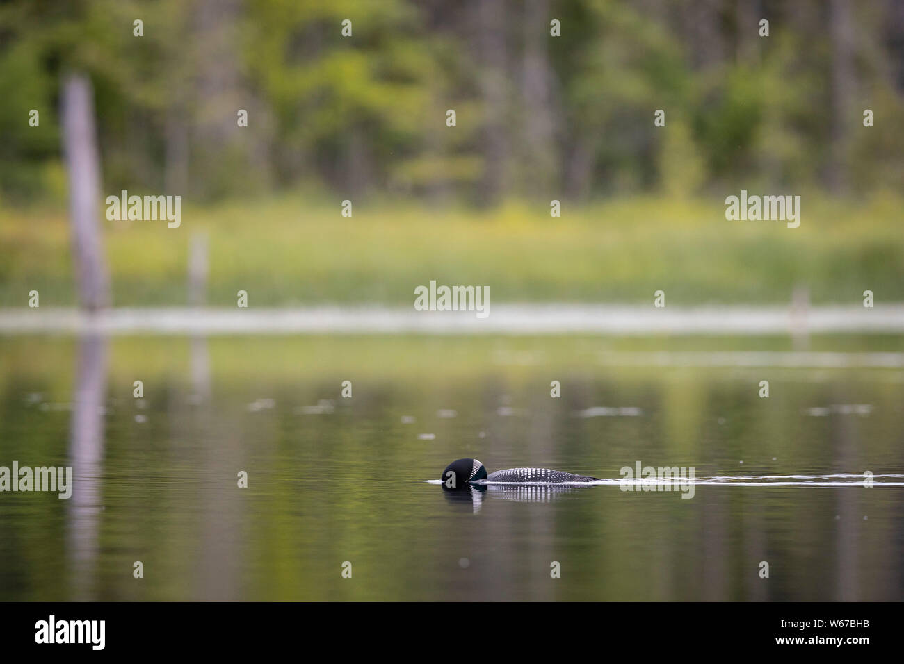 MAYNOOTH, ONTARIO, CANADA - July 22, 2019: A Common Loon (Gavia immer), part of the Gaviidae family swims in a lake in Ontario.   ( Ryan Carter ) Stock Photo