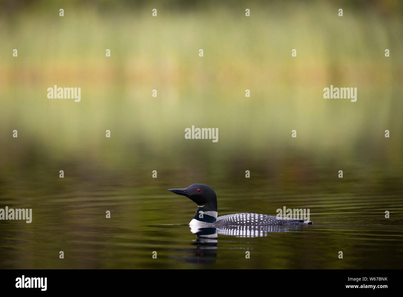 MAYNOOTH, ONTARIO, CANADA - July 22, 2019: A Common Loon (Gavia immer), part of the Gaviidae family swims in a lake in Ontario.   ( Ryan Carter ) Stock Photo