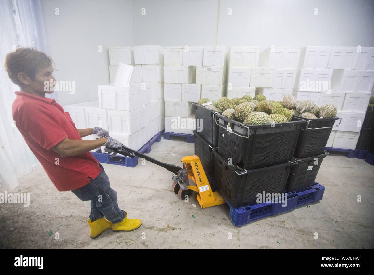 --FILE--A worker transports durian, known as the 'King of Fruits', at a factory of Chinese Malaysian fruit producer and exporter Xiong Zhenhua in Paha Stock Photo