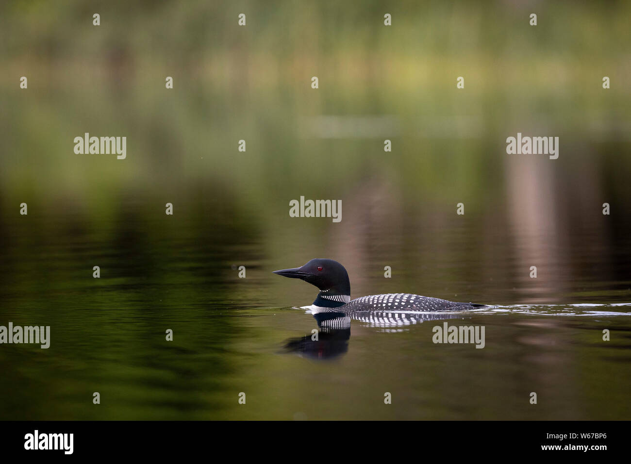 MAYNOOTH, ONTARIO, CANADA - July 22, 2019: A Common Loon (Gavia immer), part of the Gaviidae family swims in a lake in Ontario.   ( Ryan Carter ) Stock Photo