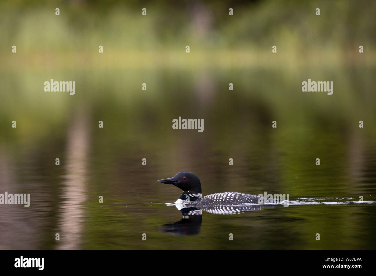 MAYNOOTH, ONTARIO, CANADA - July 22, 2019: A Common Loon (Gavia immer), part of the Gaviidae family swims in a lake in Ontario.   ( Ryan Carter ) Stock Photo