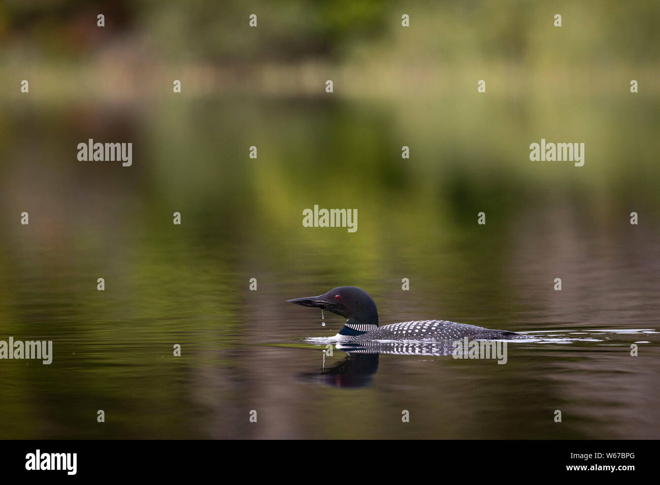 MAYNOOTH, ONTARIO, CANADA - July 22, 2019: A Common Loon (Gavia immer), part of the Gaviidae family swims in a lake in Ontario.   ( Ryan Carter ) Stock Photo