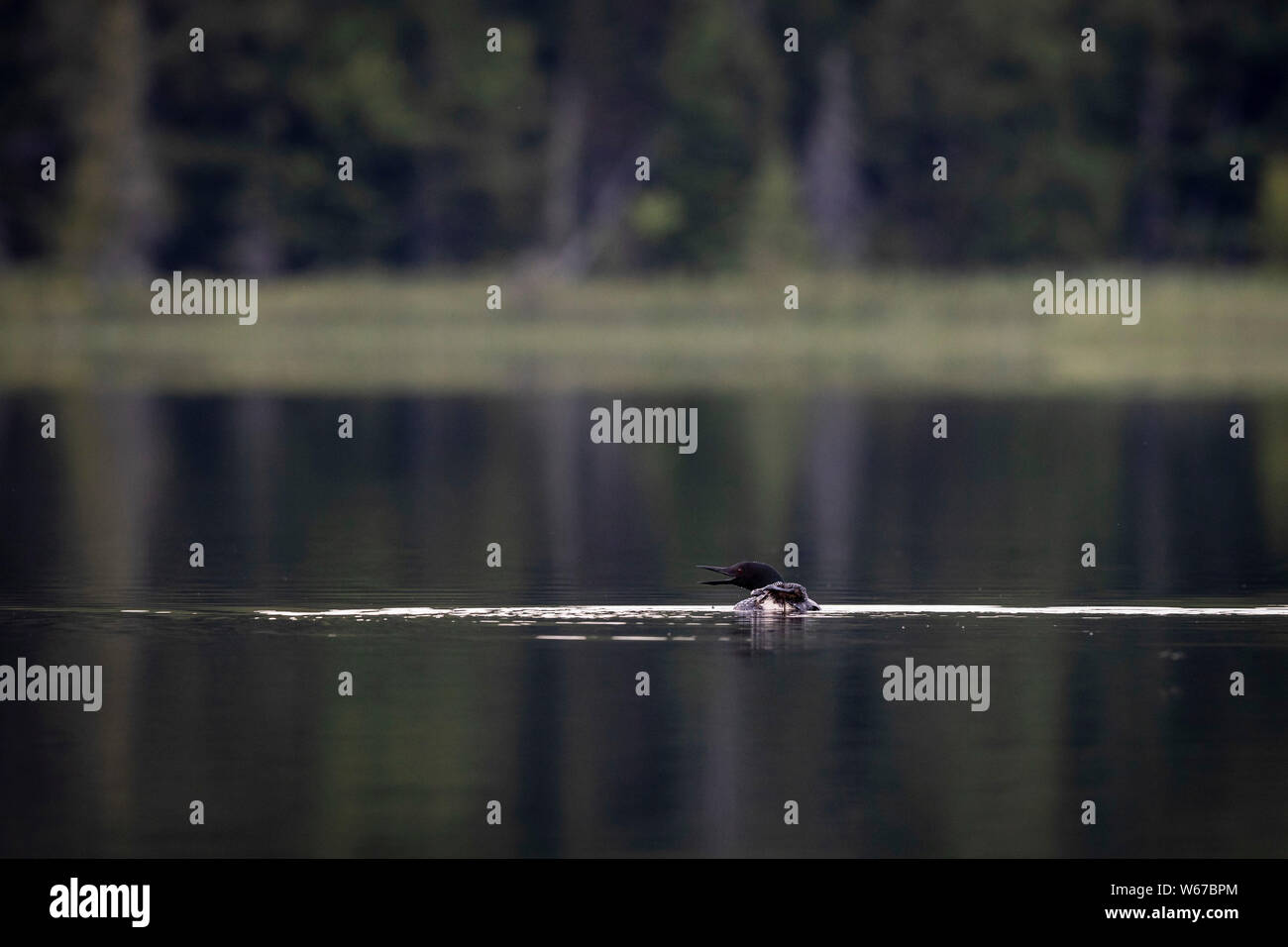 MAYNOOTH, ONTARIO, CANADA - July 22, 2019: A Common Loon (Gavia immer), part of the Gaviidae family swims in a lake in Ontario.   ( Ryan Carter ) Stock Photo