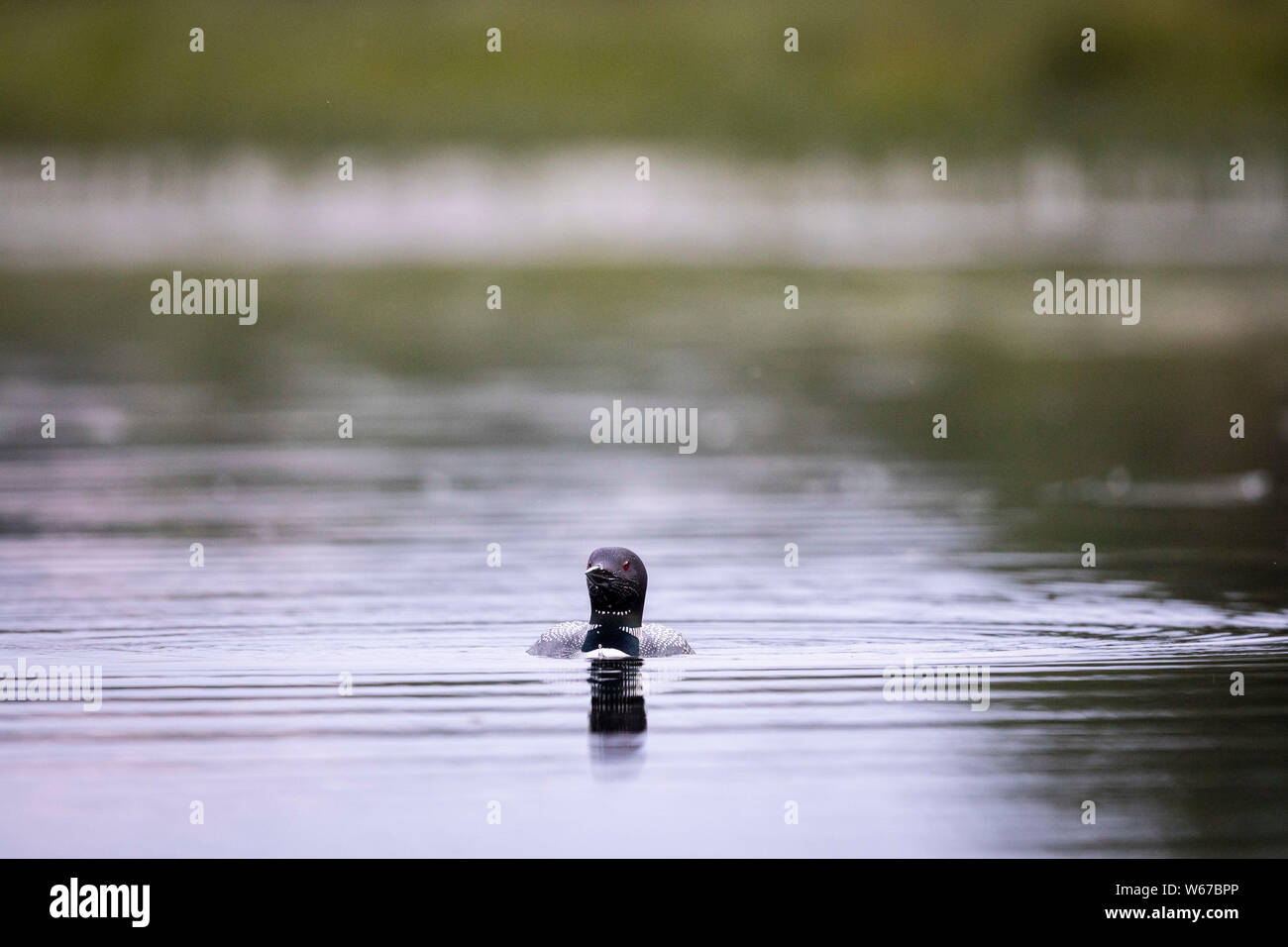 MAYNOOTH, ONTARIO, CANADA - July 22, 2019: A Common Loon (Gavia immer), part of the Gaviidae family swims in a lake in Ontario.   ( Ryan Carter ) Stock Photo
