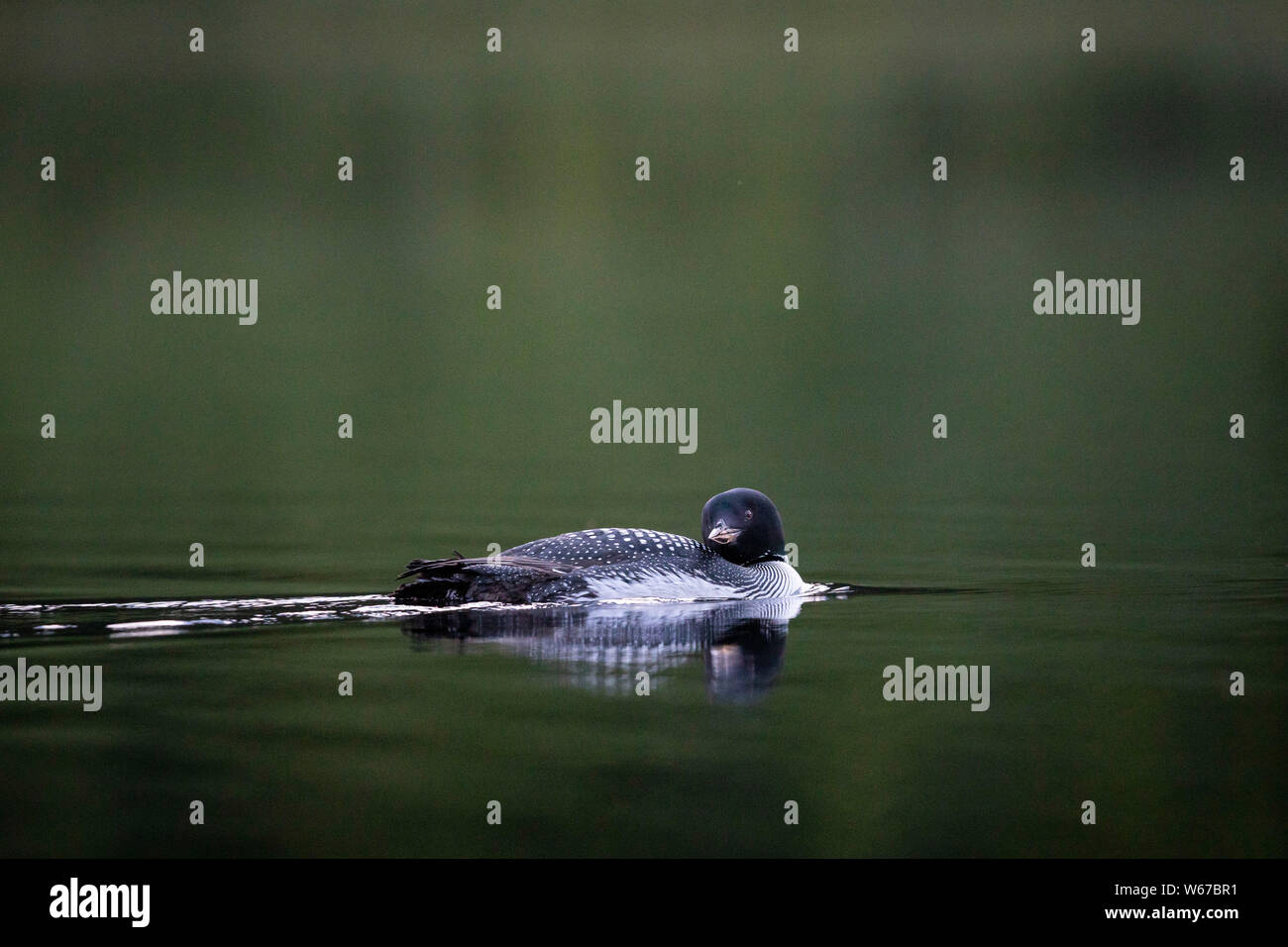 MAYNOOTH, ONTARIO, CANADA - July 22, 2019: A Common Loon (Gavia immer), part of the Gaviidae family swims in a lake in Ontario.   ( Ryan Carter ) Stock Photo