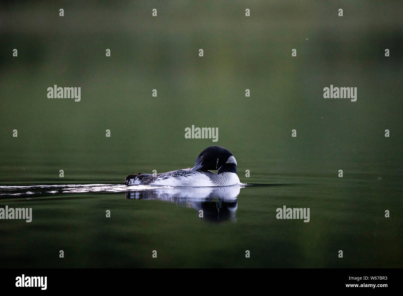 MAYNOOTH, ONTARIO, CANADA - July 22, 2019: A Common Loon (Gavia immer), part of the Gaviidae family swims in a lake in Ontario.   ( Ryan Carter ) Stock Photo