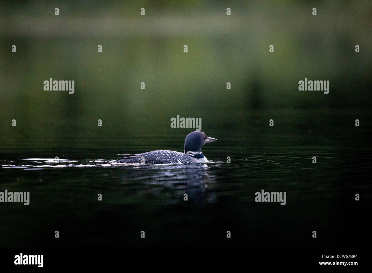 MAYNOOTH, ONTARIO, CANADA - July 22, 2019: A Common Loon (Gavia immer), part of the Gaviidae family swims in a lake in Ontario.   ( Ryan Carter ) Stock Photo