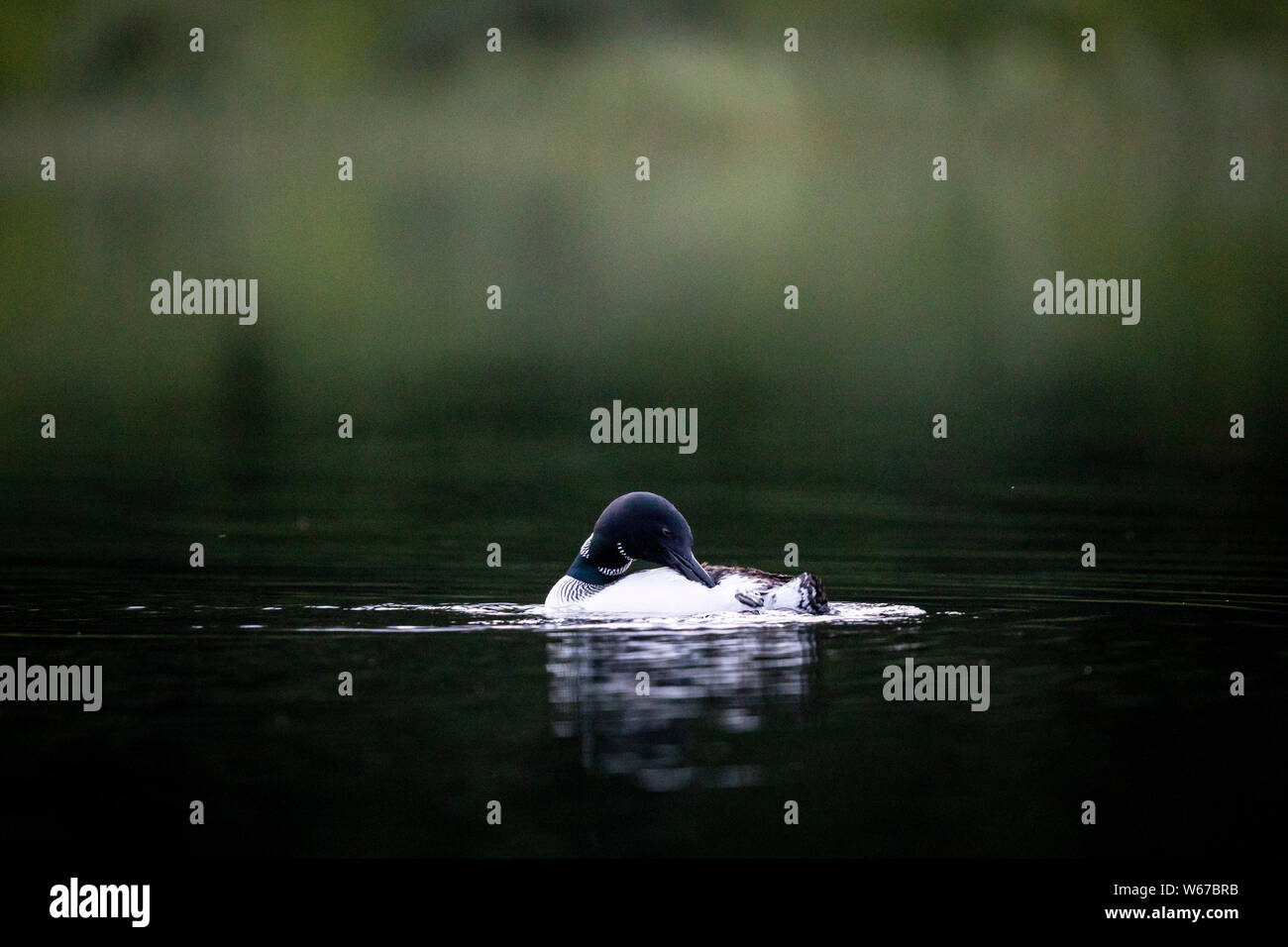 MAYNOOTH, ONTARIO, CANADA - July 22, 2019: A Common Loon (Gavia immer), part of the Gaviidae family swims in a lake in Ontario.   ( Ryan Carter ) Stock Photo