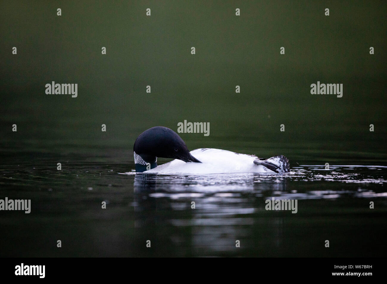 MAYNOOTH, ONTARIO, CANADA - July 22, 2019: A Common Loon (Gavia immer), part of the Gaviidae family swims in a lake in Ontario.   ( Ryan Carter ) Stock Photo
