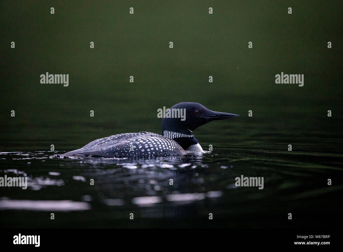 MAYNOOTH, ONTARIO, CANADA - July 22, 2019: A Common Loon (Gavia immer), part of the Gaviidae family swims in a lake in Ontario.   ( Ryan Carter ) Stock Photo