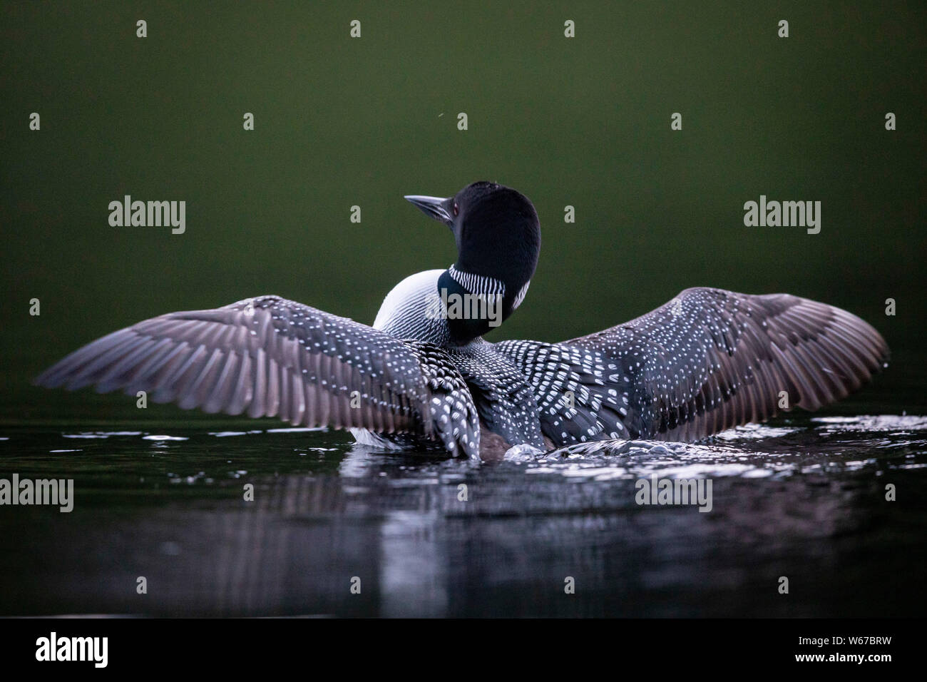 MAYNOOTH, ONTARIO, CANADA - July 22, 2019: A Common Loon (Gavia immer), part of the Gaviidae family swims in a lake in Ontario.   ( Ryan Carter ) Stock Photo