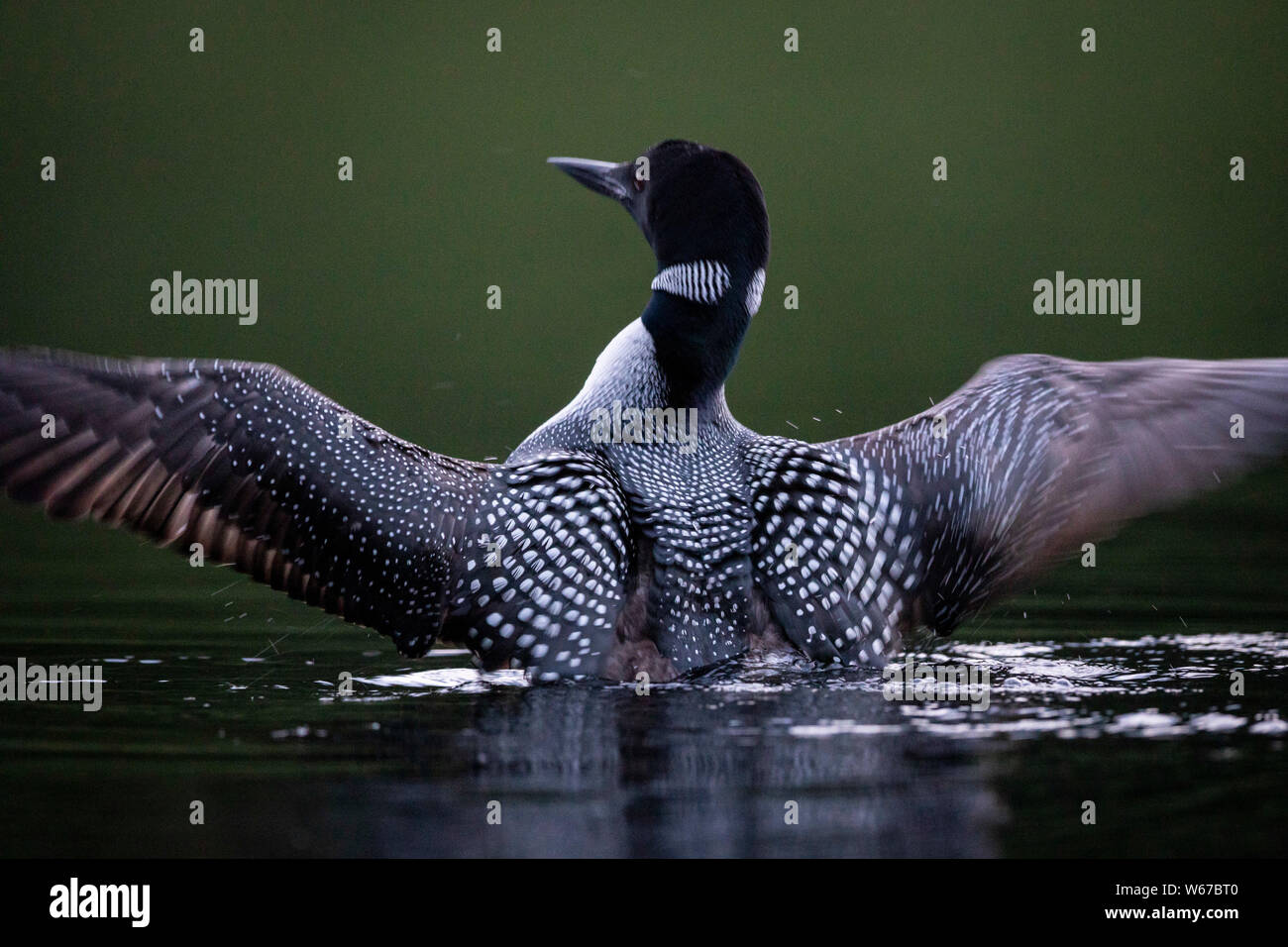 MAYNOOTH, ONTARIO, CANADA - July 22, 2019: A Common Loon (Gavia immer), part of the Gaviidae family swims in a lake in Ontario.   ( Ryan Carter ) Stock Photo
