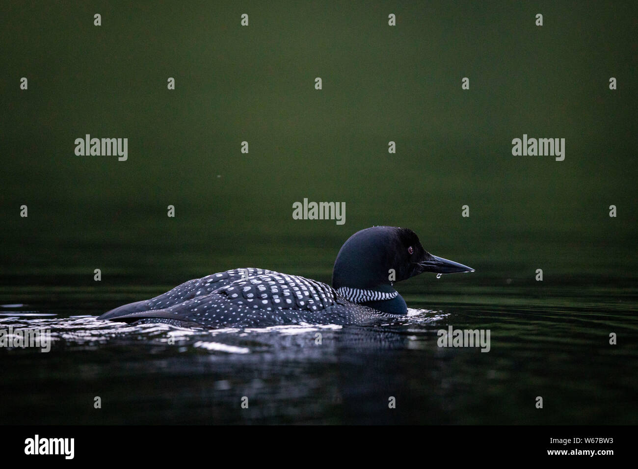 MAYNOOTH, ONTARIO, CANADA - July 22, 2019: A Common Loon (Gavia immer), part of the Gaviidae family swims in a lake in Ontario.   ( Ryan Carter ) Stock Photo