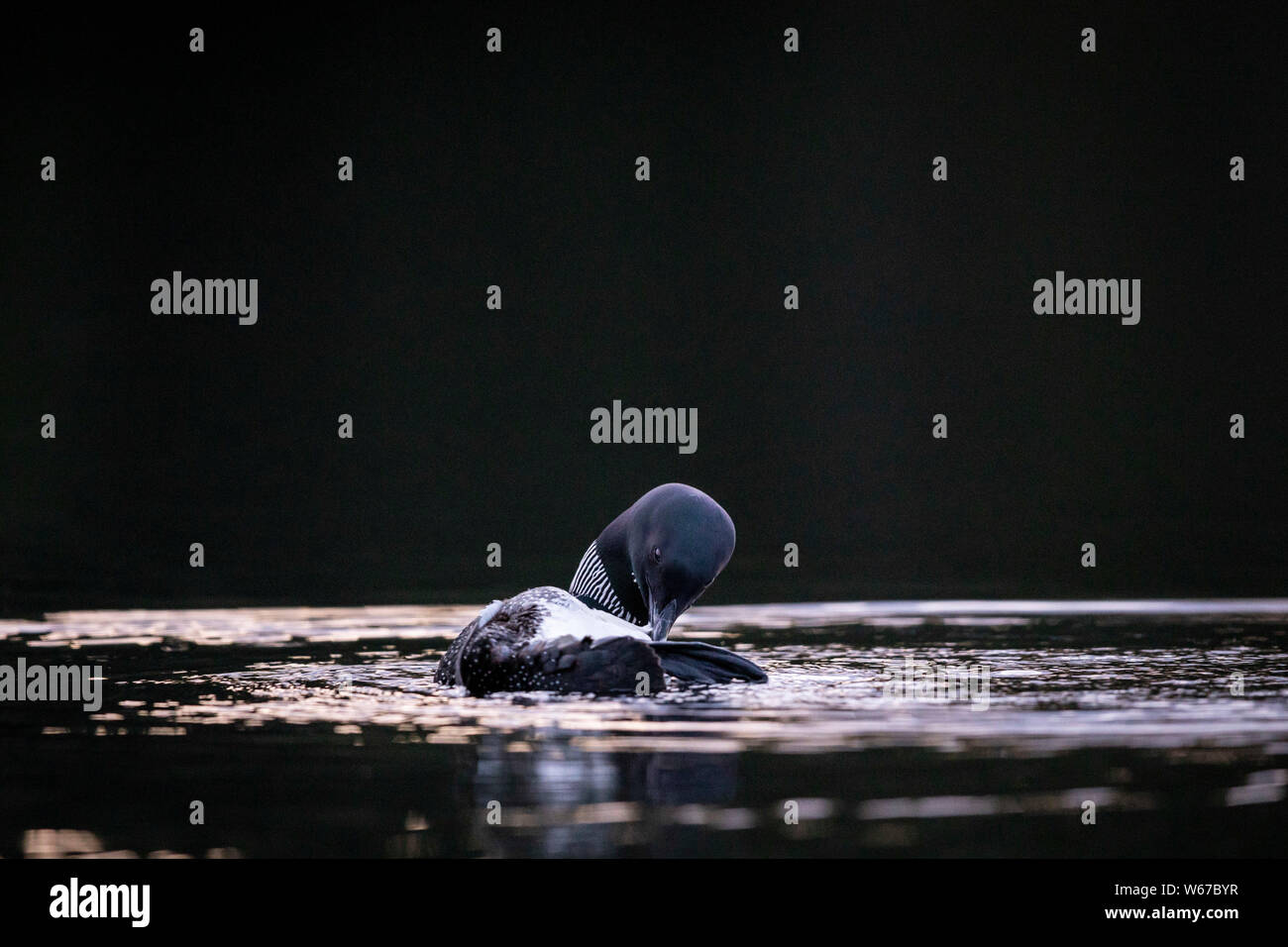 MAYNOOTH, ONTARIO, CANADA - July 22, 2019: A Common Loon (Gavia immer), part of the Gaviidae family swims in a lake in Ontario.   ( Ryan Carter ) Stock Photo