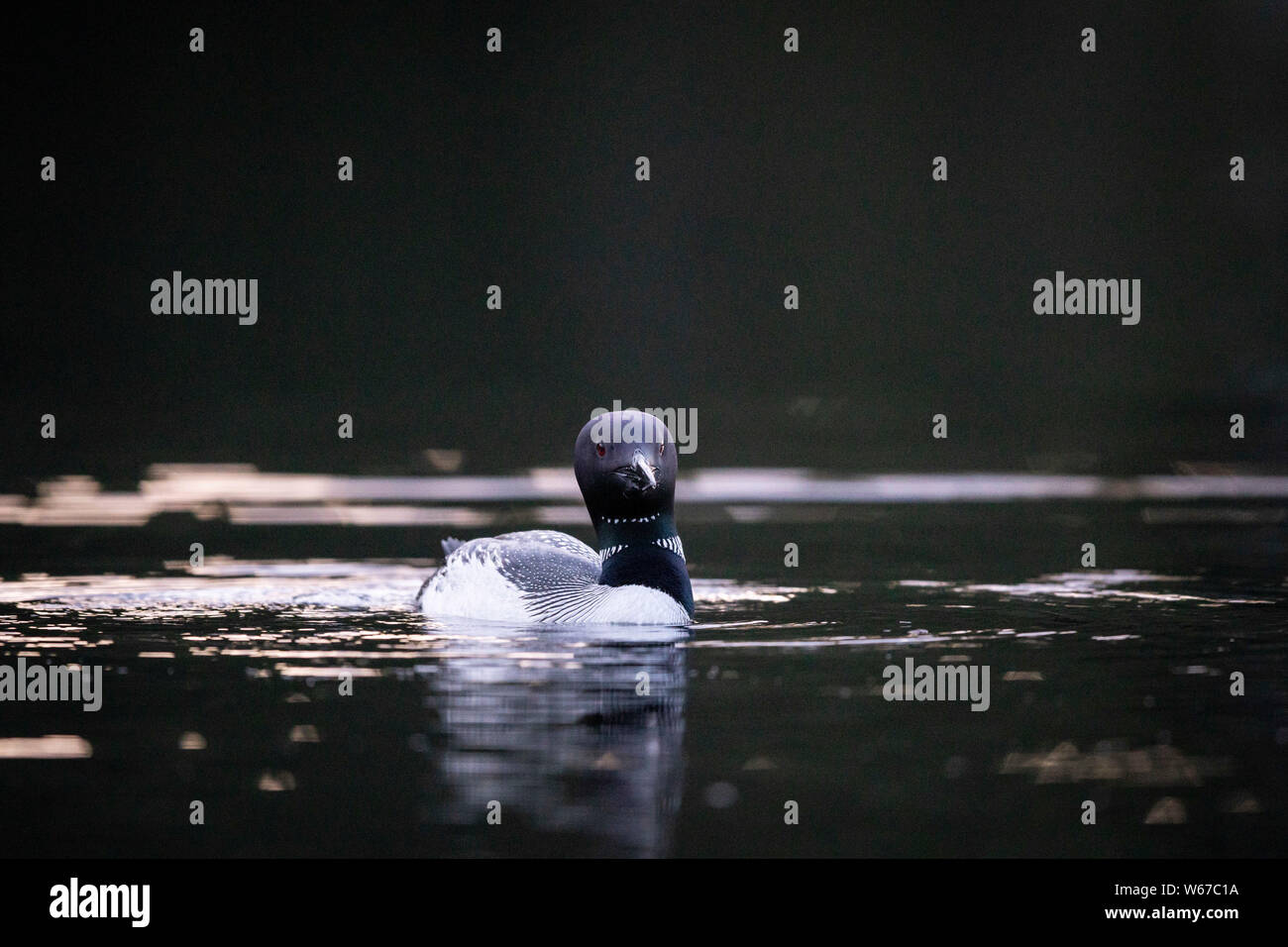 MAYNOOTH, ONTARIO, CANADA - July 22, 2019: A Common Loon (Gavia immer), part of the Gaviidae family swims in a lake in Ontario.   ( Ryan Carter ) Stock Photo