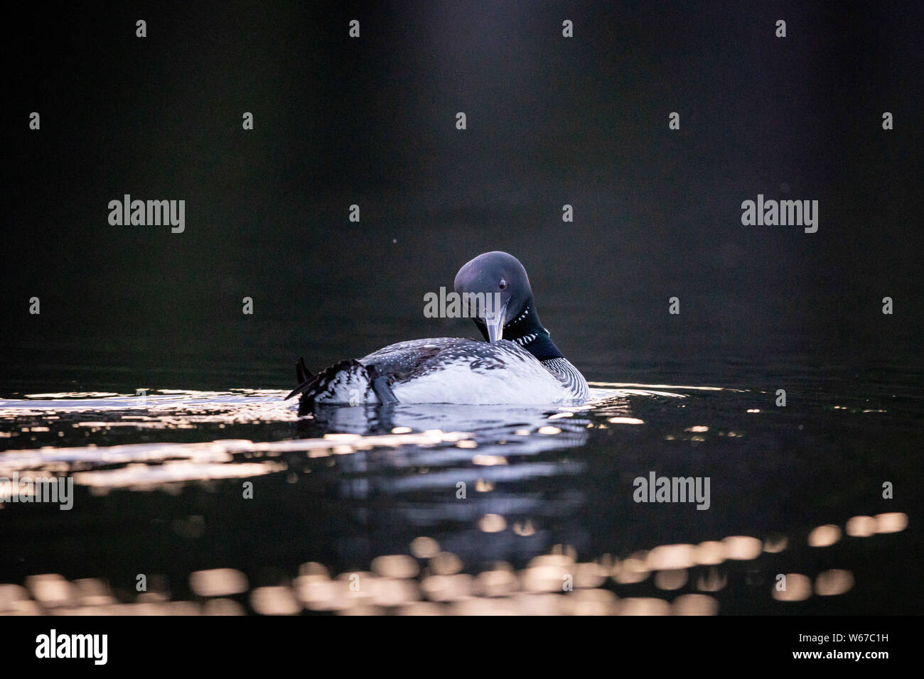 MAYNOOTH, ONTARIO, CANADA - July 22, 2019: A Common Loon (Gavia immer), part of the Gaviidae family swims in a lake in Ontario.   ( Ryan Carter ) Stock Photo