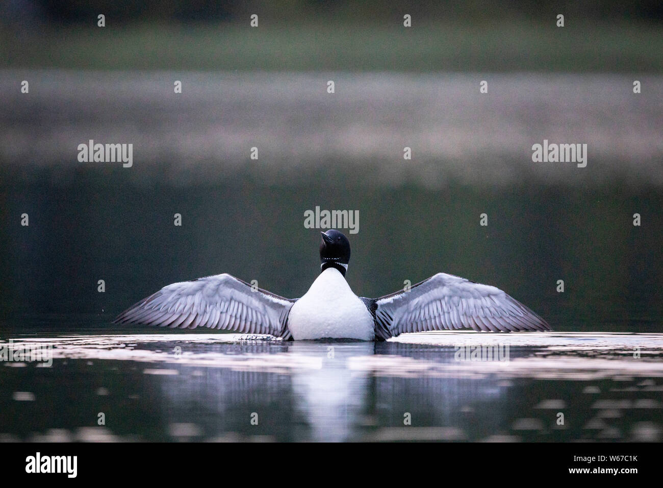 MAYNOOTH, ONTARIO, CANADA - July 22, 2019: A Common Loon (Gavia immer), part of the Gaviidae family swims in a lake in Ontario.   ( Ryan Carter ) Stock Photo