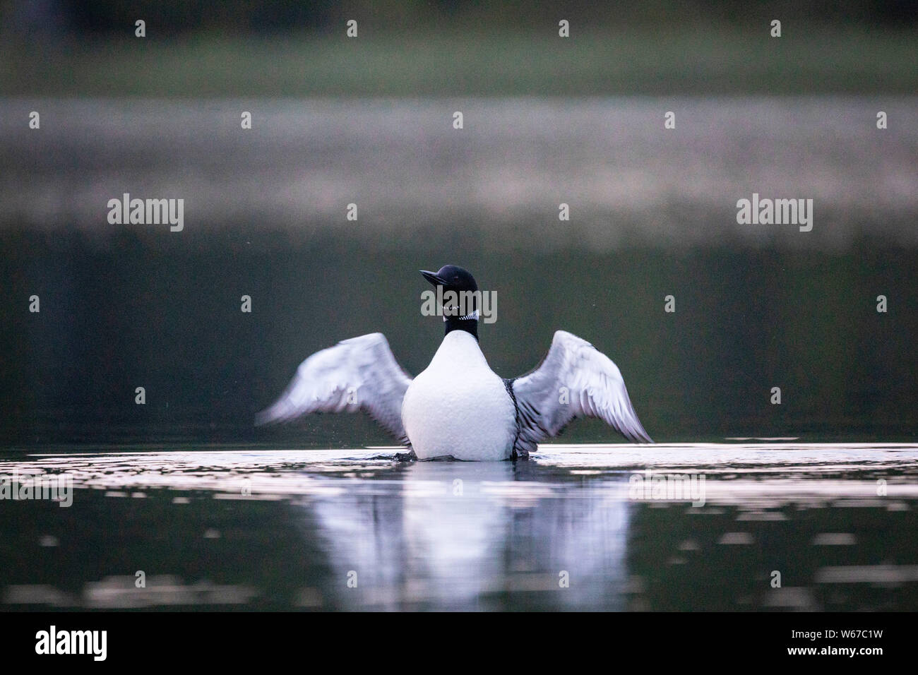 MAYNOOTH, ONTARIO, CANADA - July 22, 2019: A Common Loon (Gavia immer), part of the Gaviidae family swims in a lake in Ontario.   ( Ryan Carter ) Stock Photo